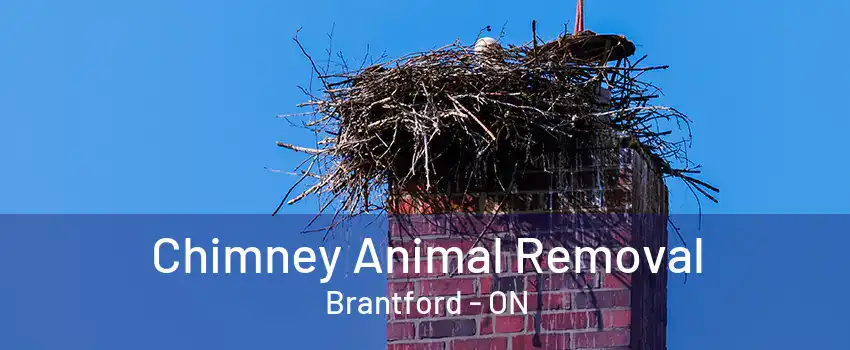 Chimney Animal Removal Brantford - ON