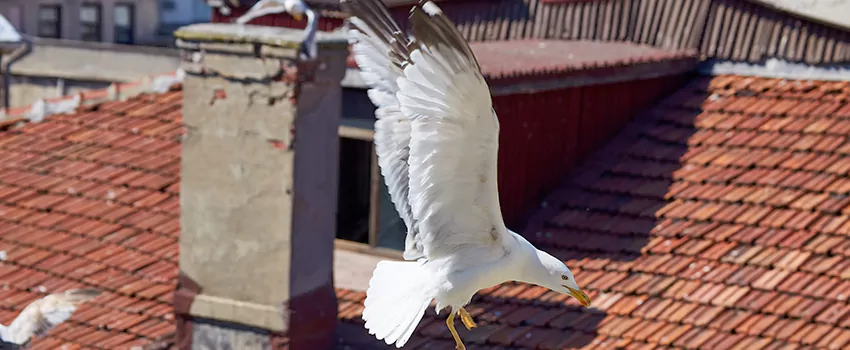 Residential Chimney Animal Removal Solution in Brantford, ON